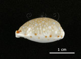 中文名:梨皮寶螺(002672-00070)學名:Cypraea labrolineata Gaskoin, 1849(002672-00070)