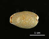 中文名:梨皮寶螺(002672-00070)學名:Cypraea labrolineata Gaskoin, 1849(002672-00070)