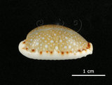 中文名:梨皮寶螺(005814-00058)學名:Cypraea labrolineata Gaskoin, 1849(005814-00058)