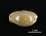中文名:梨皮寶螺(005814-00058)學名:Cypraea labrolineata Gaskoin, 1849(005814-00058)
