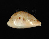 中文名:玉女寶螺(004826-00018)學名:Cypraea hungerfordi Sowerby, 1888(004826-00018)