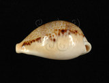 中文名:玉女寶螺(004826-00018)學名:Cypraea hungerfordi Sowerby, 1888(004826-00018)