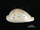 中文名:玉女寶螺(005814-00016)學名:Cypraea hungerfordi Sowerby, 1888(005814-00016)