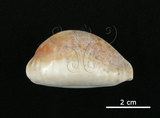 中文名:白星寶螺(001737-00082)學名:Cypraea vitellus Linnaeus, 1758(001737-00082)