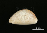 中文名:白星寶螺(001737-00082)學名:Cypraea vitellus Linnaeus, 1758(001737-00082)