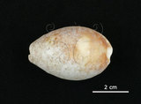 中文名:白星寶螺(001737-00082)學名:Cypraea vitellus Linnaeus, 1758(001737-00082)