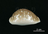 中文名:白星寶螺(002503-00020)學名:Cypraea vitellus Linnaeus, 1758(002503-00020)