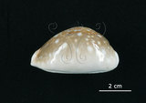 中文名:白星寶螺(002503-00020)學名:Cypraea vitellus Linnaeus, 1758(002503-00020)