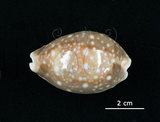 中文名:白星寶螺(002503-00020)學名:Cypraea vitellus Linnaeus, 1758(002503-00020)