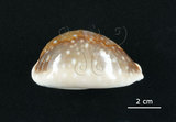 中文名:白星寶螺(003241-00072)學名:Cypraea vitellus Linnaeus, 1758(003241-00072)