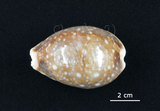 中文名:白星寶螺(003241-00072)學名:Cypraea vitellus Linnaeus, 1758(003241-00072)