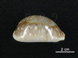 中文名:白星寶螺(004723-00108)學名:Cypraea vitellus Linnaeus, 1758(004723-00108)