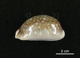 中文名:白星寶螺(004723-00108)學名:Cypraea vitellus Linnaeus, 1758(004723-00108)