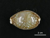 中文名:白星寶螺(004723-00108)學名:Cypraea vitellus Linnaeus, 1758(004723-00108)