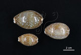 中文名:白星寶螺(004723-00108)學名:Cypraea vitellus Linnaeus, 1758(004723-00108)