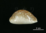 中文名:白星寶螺(006146-00013)學名:Cypraea vitellus Linnaeus, 1758(006146-00013)