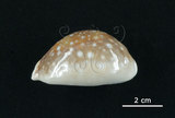 中文名:白星寶螺(006146-00013)學名:Cypraea vitellus Linnaeus, 1758(006146-00013)