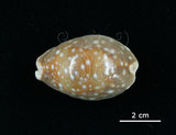 中文名:白星寶螺(006146-00013)學名:Cypraea vitellus Linnaeus, 1758(006146-00013)