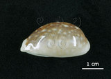 中文名:白星寶螺(006146-00047)學名:Cypraea vitellus Linnaeus, 1758(006146-00047)