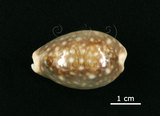 中文名:白星寶螺(006146-00047)學名:Cypraea vitellus Linnaeus, 1758(006146-00047)