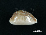 中文名:白星寶螺(006146-00048)學名:Cypraea vitellus Linnaeus, 1758(006146-00048)