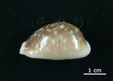 中文名:白星寶螺(006146-00048)學名:Cypraea vitellus Linnaeus, 1758(006146-00048)