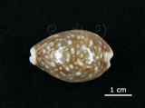 中文名:白星寶螺(006146-00048)學名:Cypraea vitellus Linnaeus, 1758(006146-00048)