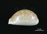 中文名:白星寶螺(006178-00035)學名:Cypraea vitellus Linnaeus, 1758(006178-00035)