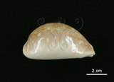 中文名:白星寶螺(006178-00035)學名:Cypraea vitellus Linnaeus, 1758(006178-00035)