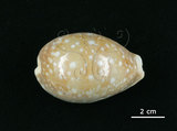 中文名:白星寶螺(006178-00035)學名:Cypraea vitellus Linnaeus, 1758(006178-00035)