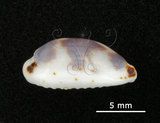 中文名:瘦熊寶螺(002805-00016)學名:Cypraea kieneri Hidalgo, 1906(002805-00016)