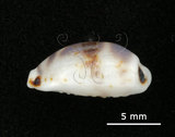 中文名:瘦熊寶螺(002805-00016)學名:Cypraea kieneri Hidalgo, 1906(002805-00016)