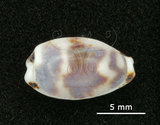 中文名:瘦熊寶螺(002805-00016)學名:Cypraea kieneri Hidalgo, 1906(002805-00016)