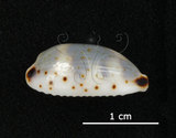 中文名:瘦熊寶螺(005848-00037)學名:Cypraea kieneri Hidalgo, 1906(005848-00037)