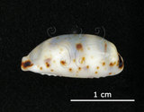 中文名:瘦熊寶螺(005848-00037)學名:Cypraea kieneri Hidalgo, 1906(005848-00037)