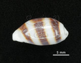 中文名:浮標寶螺(001737-00081)學名:Cypraea asellus Linnaeus, 1758(001737-00081)