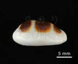 中文名:浮標寶螺(002119-00076)學名:Cypraea asellus Linnaeus, 1758(002119-00076)