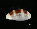 中文名:浮標寶螺(002119-00076)學名:Cypraea asellus Linnaeus, 1758(002119-00076)