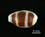 中文名:浮標寶螺(002119-00076)學名:Cypraea asellus Linnaeus, 1758(002119-00076)