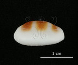 中文名:浮標寶螺(002386-00007)學名:Cypraea asellus Linnaeus, 1758(002386-00007)