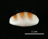 中文名:浮標寶螺(002386-00007)學名:Cypraea asellus Linnaeus, 1758(002386-00007)