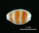 中文名:浮標寶螺(002386-00007)學名:Cypraea asellus Linnaeus, 1758(002386-00007)