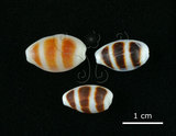 中文名:浮標寶螺(002386-00007)學名:Cypraea asellus Linnaeus, 1758(002386-00007)