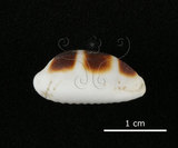 中文名:浮標寶螺(002386-00008)學名:Cypraea asellus Linnaeus, 1758(002386-00008)