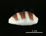 中文名:浮標寶螺(002386-00008)學名:Cypraea asellus Linnaeus, 1758(002386-00008)