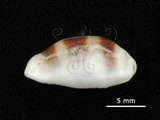 中文名:浮標寶螺(002639-00191)學名:Cypraea asellus Linnaeus, 1758(002639-00191)