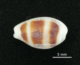 中文名:浮標寶螺(002639-00191)學名:Cypraea asellus Linnaeus, 1758(002639-00191)