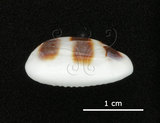 中文名:浮標寶螺(002672-00062)學名:Cypraea asellus Linnaeus, 1758(002672-00062)