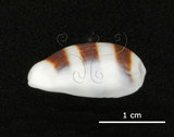 中文名:浮標寶螺(002672-00062)學名:Cypraea asellus Linnaeus, 1758(002672-00062)