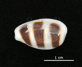 中文名:浮標寶螺(002672-00062)學名:Cypraea asellus Linnaeus, 1758(002672-00062)